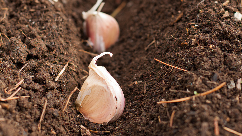 garlic soil