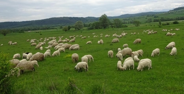 În Caraş-Severin nu avem niciun caz de pestă a micilor rumegătoare