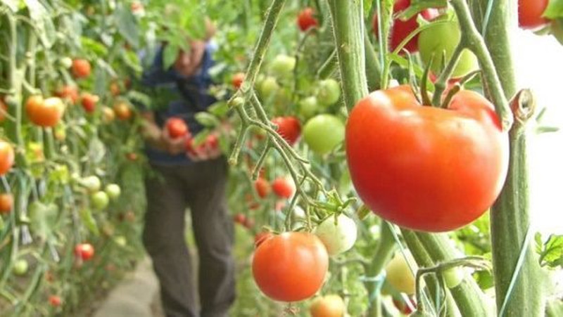 Veşti bune pentru beneficiarii cărăşeni ai programului „Tomata 2019” 1 roşii
