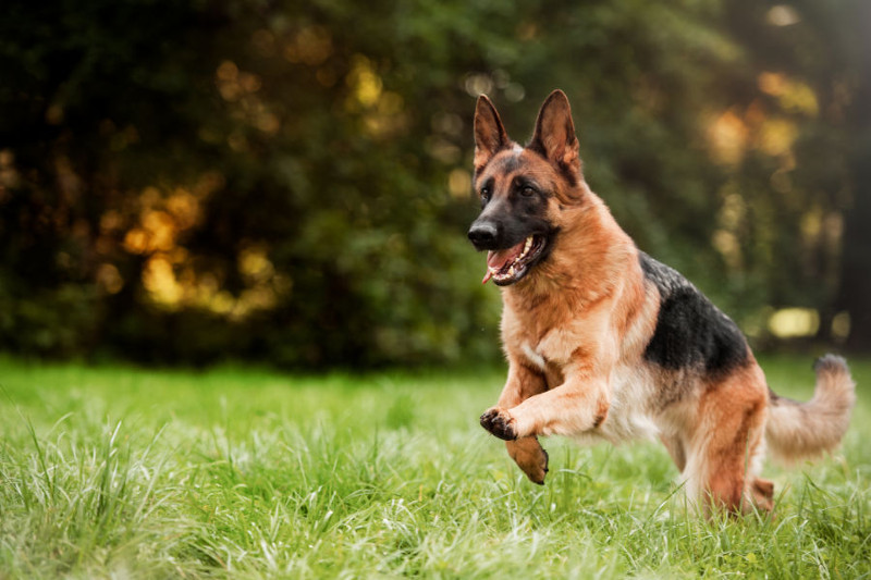 Un patruped a reuşit să intre în incinta unei şcoli din Reşiţa şi a rănit uşor trei elevi 1 german shepherd 1
