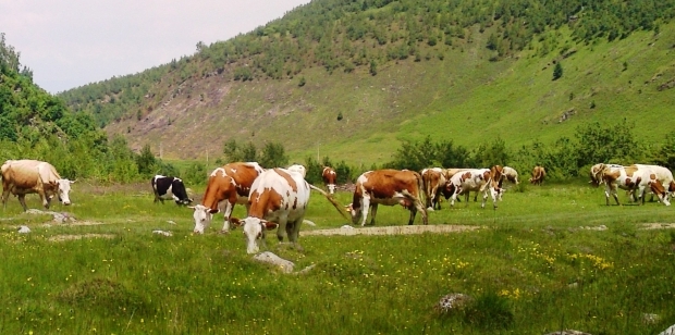 APIA efectuează plata ajutorului de stat în sectorul creșterii animalelor 1 vaci