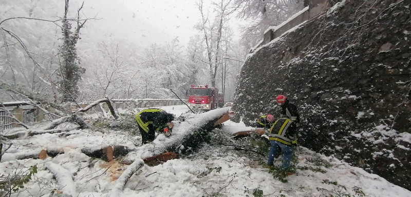 Un copac a căzut pe carosabil în staţiunea Băile Herculane 1 IMG 20200324 WA00201
