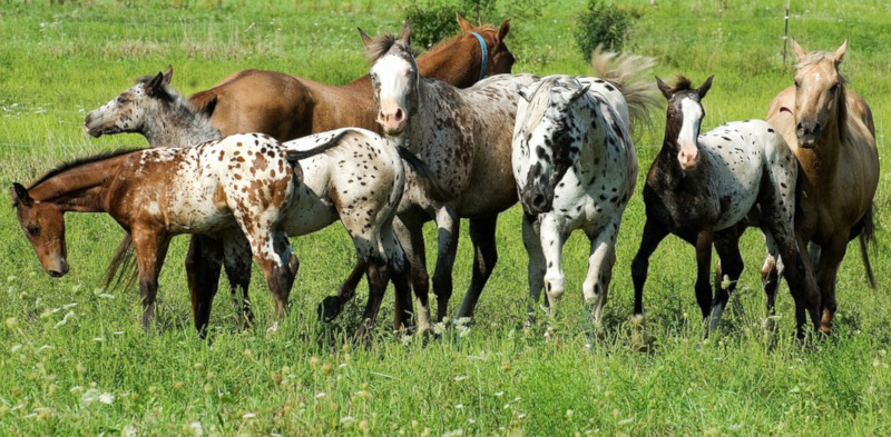 APIA eliberează adeverințe pentru beneficiarii măsurii 14 - Bunăstarea animalelor 1 cai