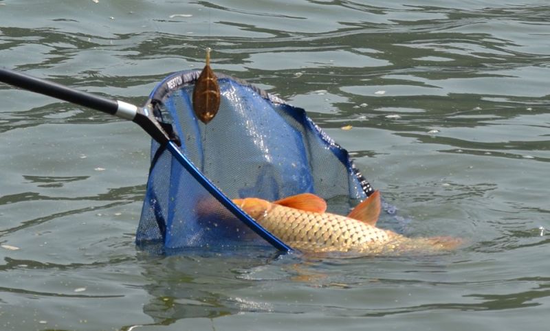 Prins de polițiștii cărășeni cu portbagajul plin de pește 1 pescari