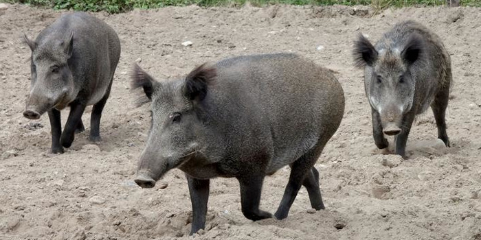 În Caraş-Severin, evoluează 36 de focare de pestă porcină africană la mistreţ 1 pesta procina