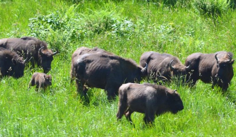 Calves in the Bison Hillock 2020 ©WWF Romania 1024x576 1