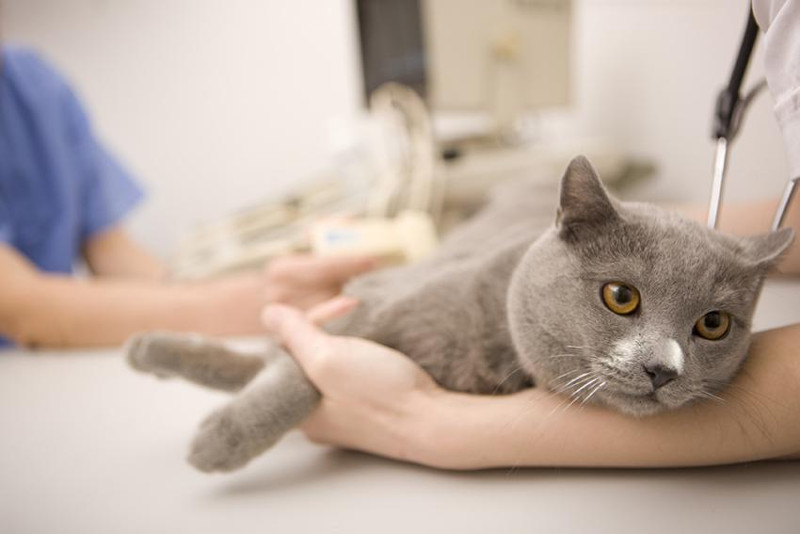 imagecatsgray cat table vet clinicblog