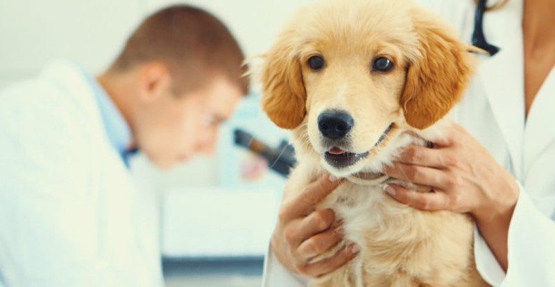 La Oraviţa are loc o nouă campanie de sterilizare a animalelor de companie
