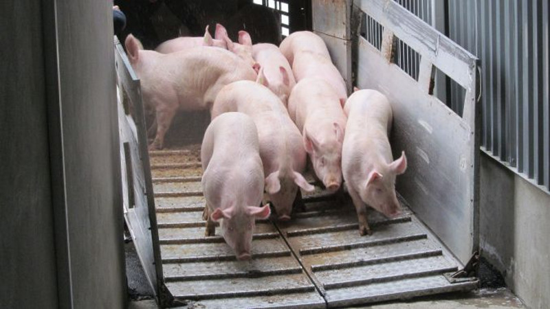 Persoanele fizice pot valorifica porcii crescuți în gospodărie 1 export porci