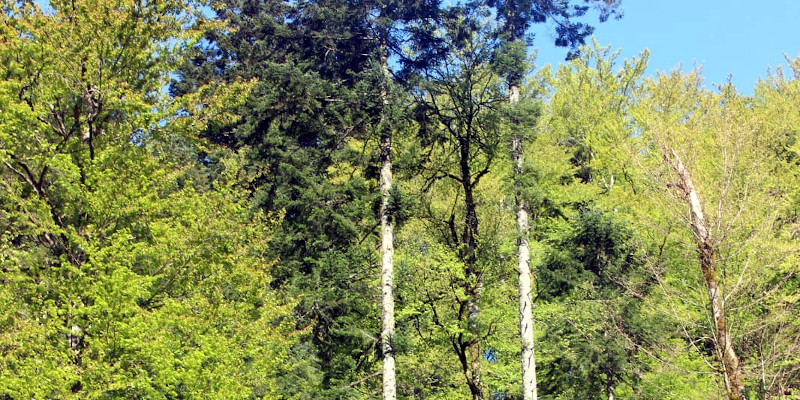 Sute de hectare de păduri virgine, puse sub protecţie în Caraş-Severin 1 paduri virgine