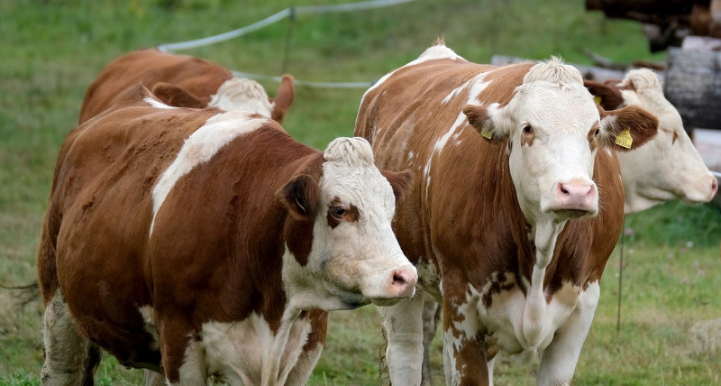 APIA eliberează adeverințe pentru solicitanții schemei de ajutor de stat în sectorul creșterii animalelor pentru anul 2022 1 vaci