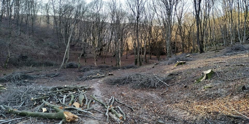 La Reşiţa, tăierile de arbori au fost legale; doar colectarea lemnului a fost neregulamentară 1 taieri padure Resita