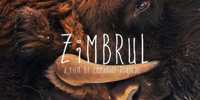Zimbrii de la Armeniş, vedete de film 1 zimbrul