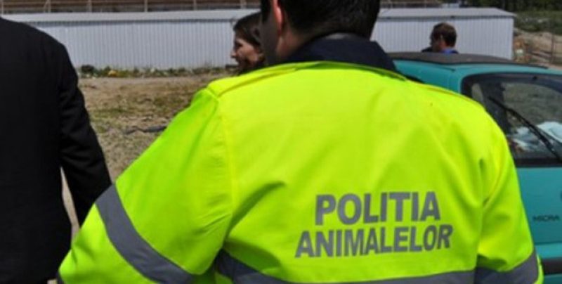 Mai mulți cărășeni sunt cercetați pentru modificarea aspectului unor animale 1 115959 politia animalelor large XL e1615893886291