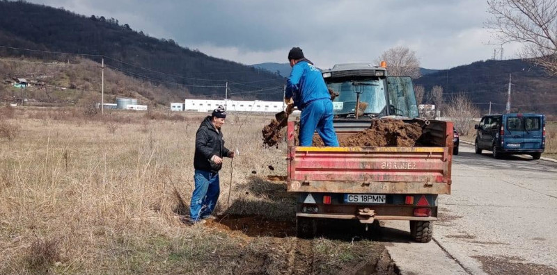 La Moldova Nouă a început acțiunea de reînverzire a orașului 1 plantare puieti MN