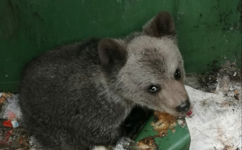 Un pui de urs a fost găsit în tomberoanele hotelului Roman din Băile Herculane