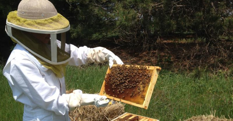 Crescătorii de albine cărășeni pot depune cereri de intenție pentru accesarea Programului Naţional Apicol