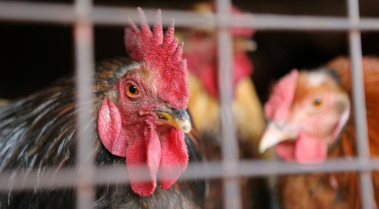 Medicii veterinari din Caraș-Severin iau măsuri împotriva gripei aviare