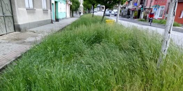 Felix Borcean explică ce şi cum e cu verdeaţa la Caransebeş 1 verdeata Caransebes