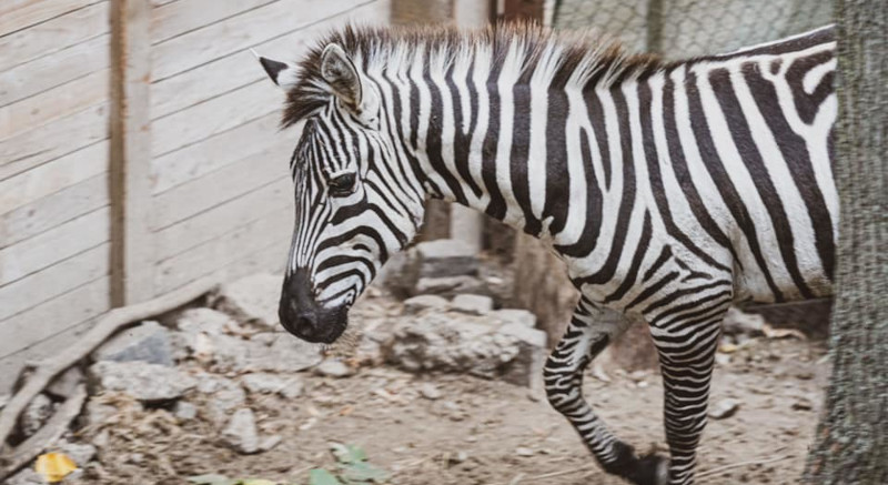 Zebra Riko este cel mai nou locuitor al Grădinii zoologice „Ion Crișan” din Reșița