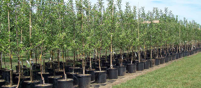 Pepinieră de arbori ornamentali la Reșița 1 arbori