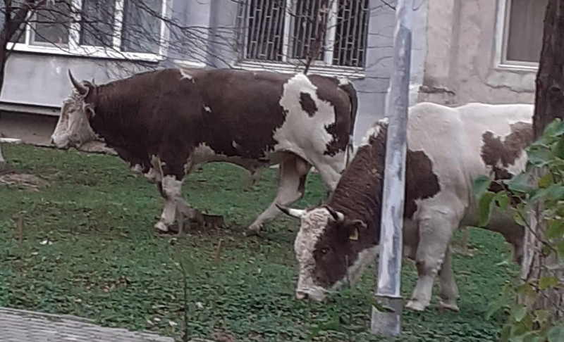 Primăria Moldova Nouă așteaptă deciziile Consiliului Județean pentru a putea rezolva situația bovinelor lăsate pe spațiul public 1 bovine moldova noua
