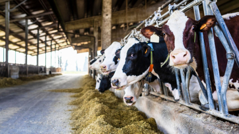 Fermierii cărășeni pot depune până la sfârșitul lunii cereri pentru ajutorul de stat în sectorul creşterii animalelor 1 ferma animale
