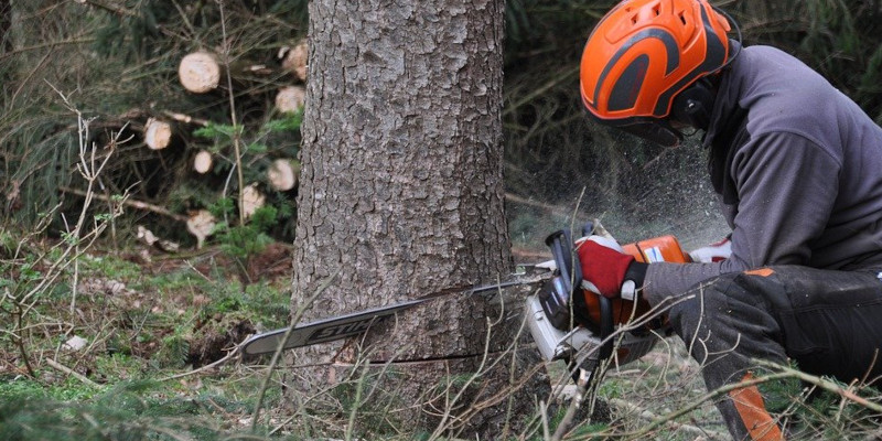 Siguranța în domeniul forestier, în atenția ITM Caraș-Severin 1 taieri lemn