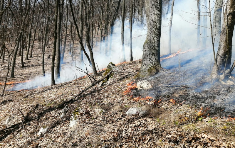 Direcția Silvică Caraș-Severin va întreprinde toate măsurile pentru recuperarea pagubelor produse de incendiile de vegetație 1 MOLDOVA NOUA 5