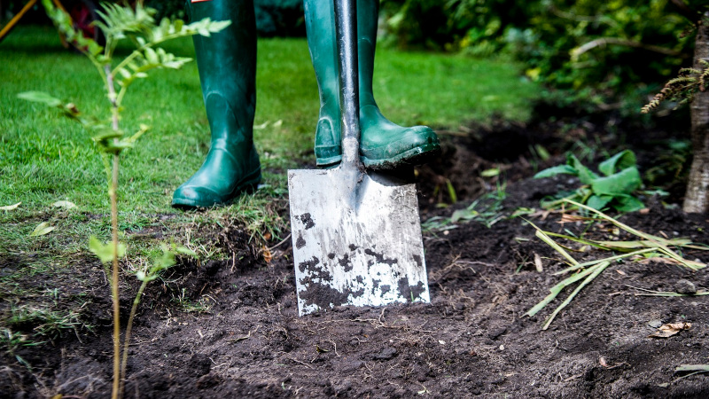Direcția Silvică Caraș-Severin a demarat campania de plantare de copaci pe 25 de hectare din zona Doman a Reșiței 1 plantare