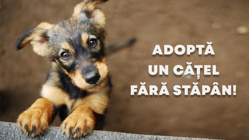 Platformă online pentru campania „Vrei să ajuți? Adoptă un cățel fără stăpân!“ 1 adoptie catel