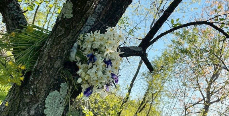 După 11 ani, duminică, 8 mai, la Zerveşti se va ţine din nou Sărbătoarea Narciselor! 1 sarbatoarea narciselor