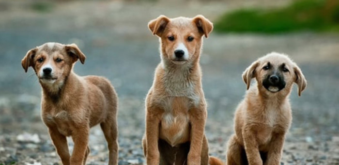 Modificări în legistația privind protecția animalelor. Noi amenzi și noi infracțiuni 1 caini
