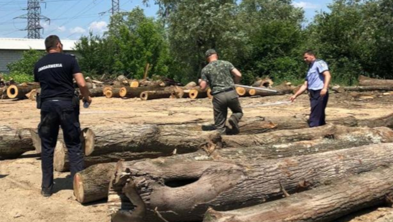 Polițiștii cărășeni au confiscat material lemnos în valoare de peste 100.000 de lei 1 lemn confiscat