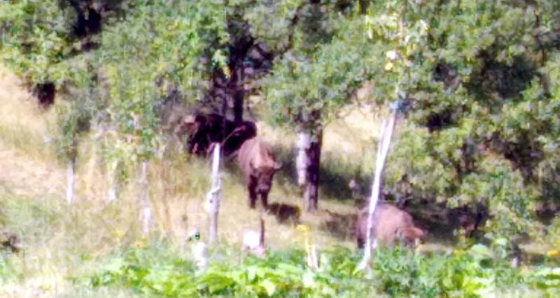 La Cornereva, zimbrii au pătruns în grădinile oamenilor 1 zimbri in gradina