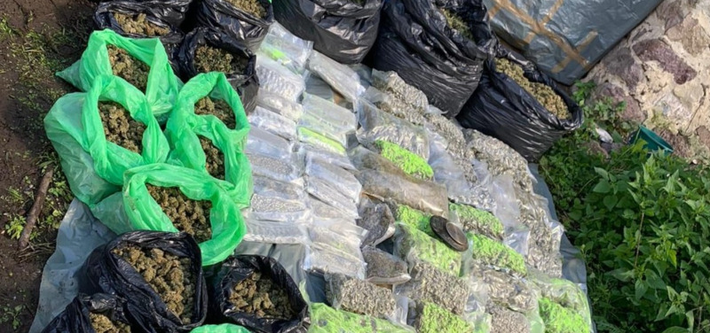 Planție de cannabis descoperită de DIICOT în apropiere de comuna Domașnea 1 cannabis