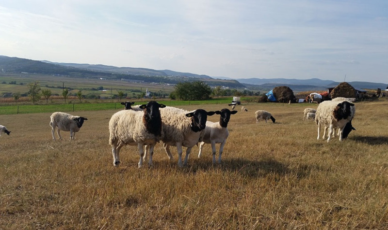 Un bărbat din Caraș-Severin a fost trimis în judecată după a cerut fonduri de la APIA pentru creșterea de animale 1 oi dorper