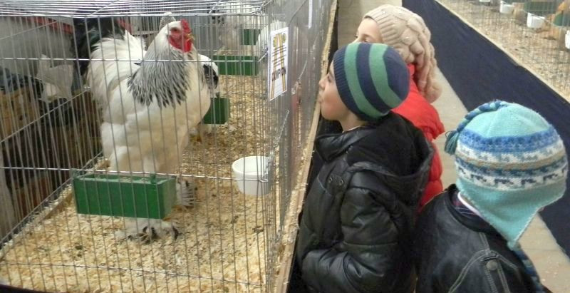 Necuvântătoarele, în expoziţie, la Caransebeş 1 expo pasari 1