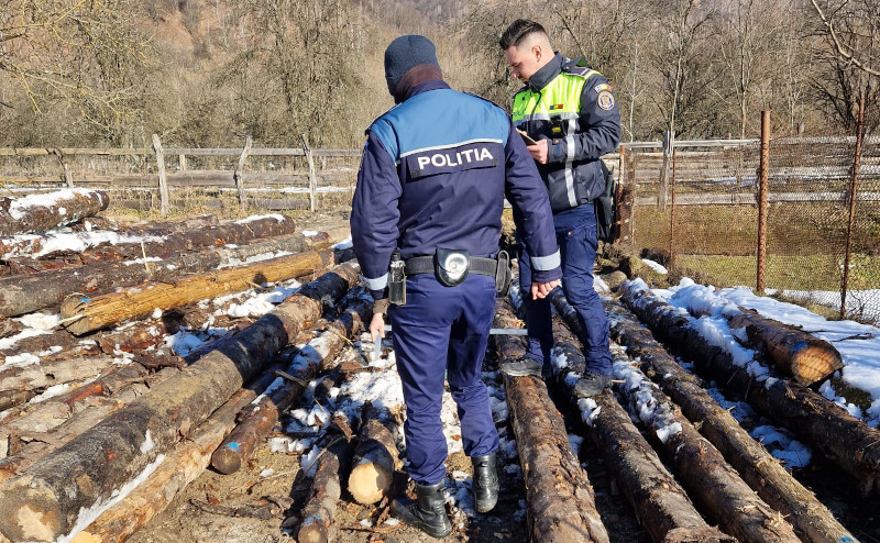 Peste 100 de metri cubi de material lemnos a fost confiscat de polițiștii cărășeni 1 lemn politie