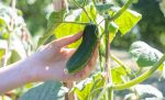 Au fost aprobate plafoanele financiare alocate măsurilor de sprijin cuplat în sectorul vegetal pentru anul de cerere 2022