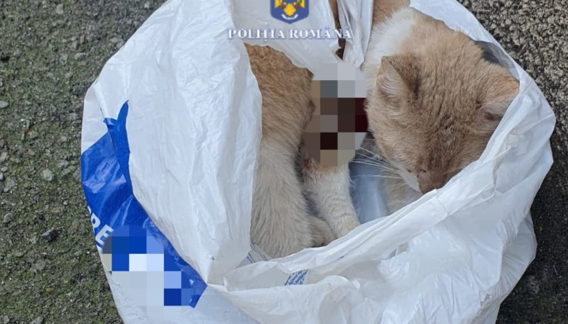 O reșițeancă a primit o amendă de 12.000 de lei, după ce a abandonat pe stradă o pisică rănită 1 pisica