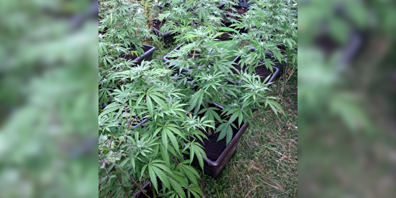 Plantație de cannabis descoperită într-o livadă! 1 cannabis
