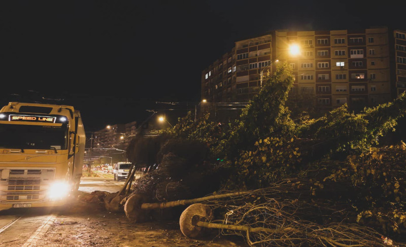 Peste 700 de arbori vor fi plantați de administrația municipiului Reșița, în zona Triaj 1 copaci