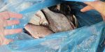 Peste 135 de kilograme de pește, confiscate de polițiști